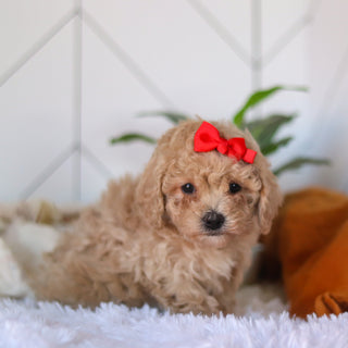 Coraline - Available 4/9