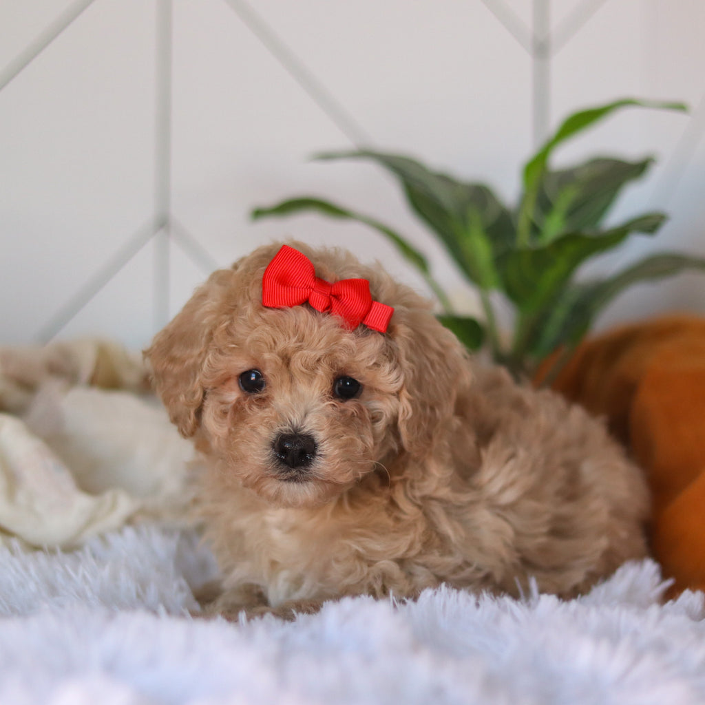 Coraline - Available 4/9