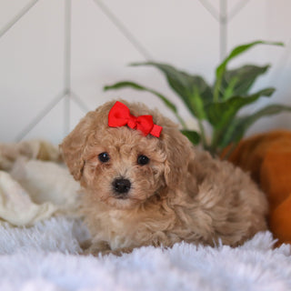 Coraline - Available 4/9