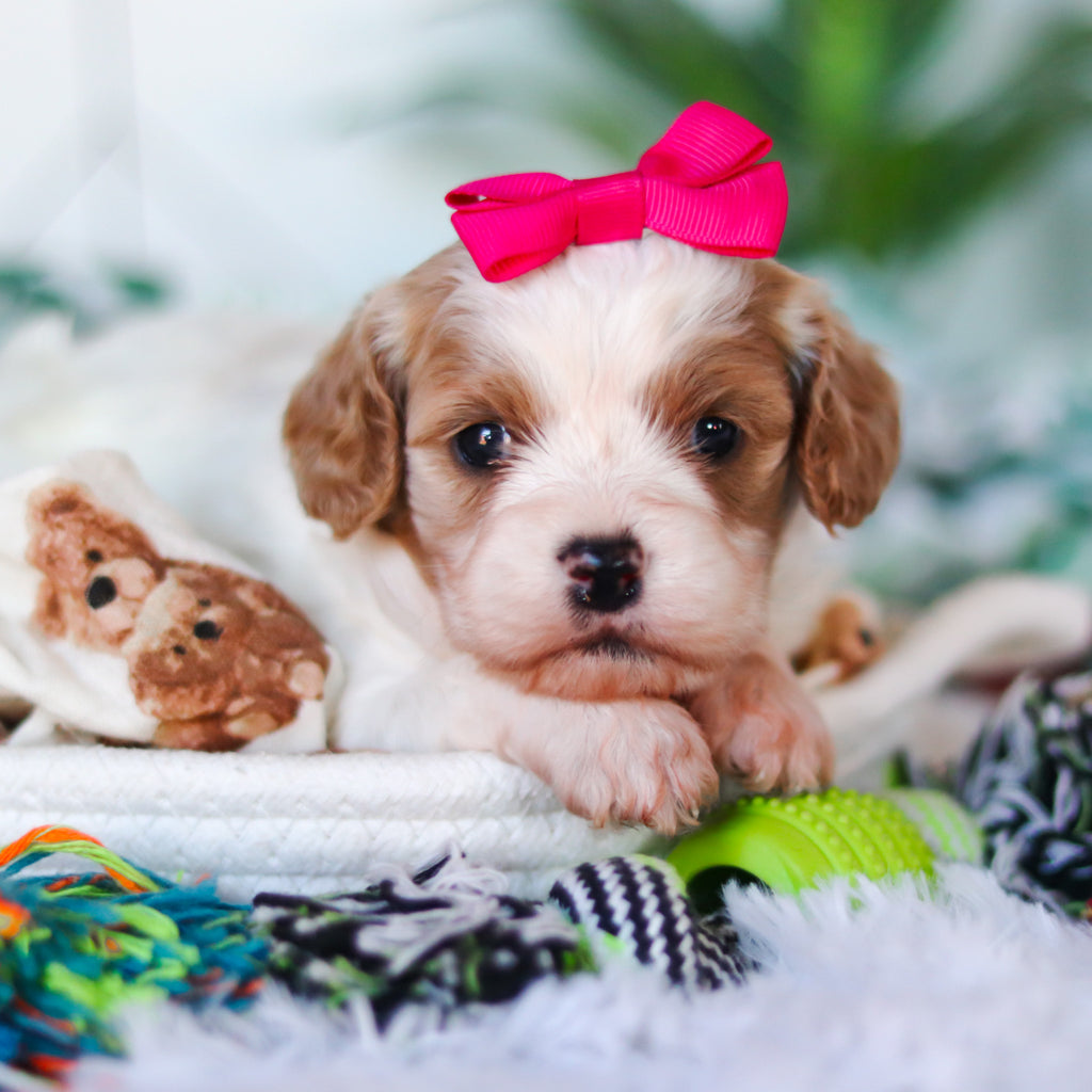 Chrissy - Available Now