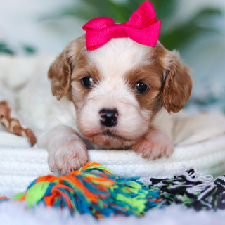 Chrissy - Available Now