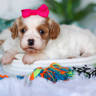 Chrissy - Available Now