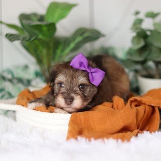 Tammy - Available Now