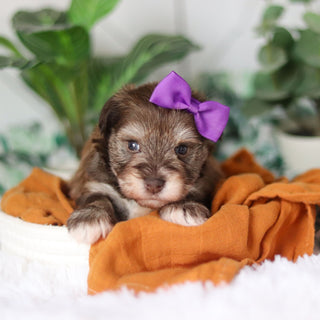 Tammy - Available Now