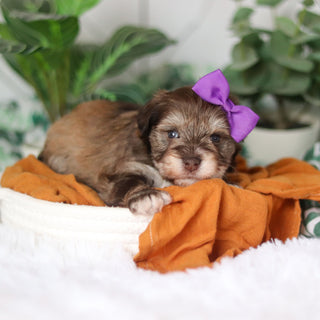 Tammy - Available Now