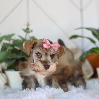 Tammy - Available Now