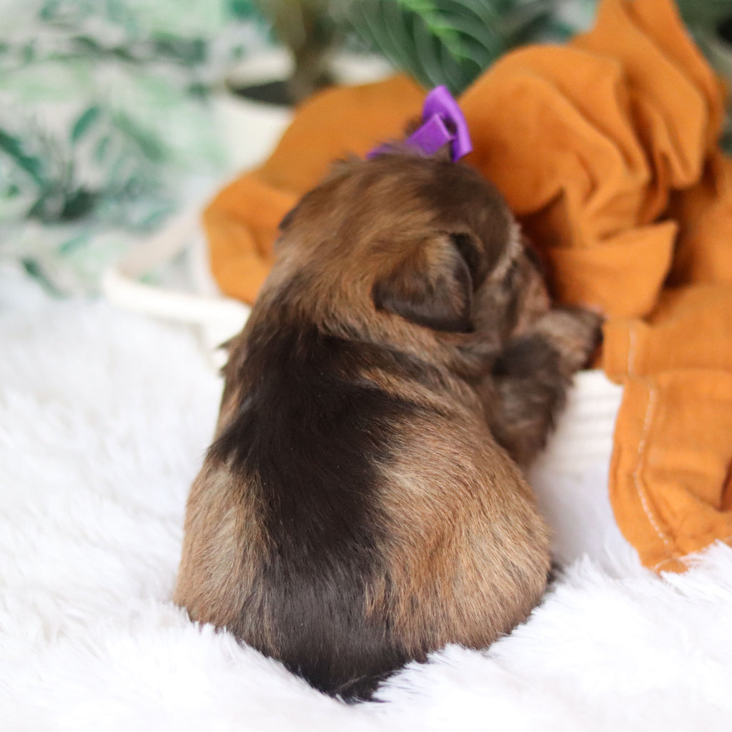 Tammy - Available Now