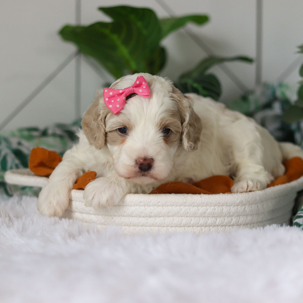 Coast - Available 4/9