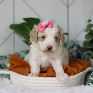 Coast - Available 4/9