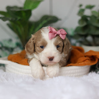 Capri - Available 4/9