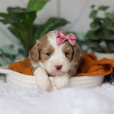 Capri - Available 4/9