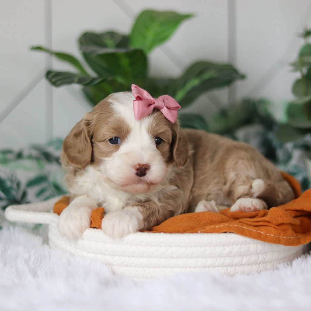 Capri - Available 4/9