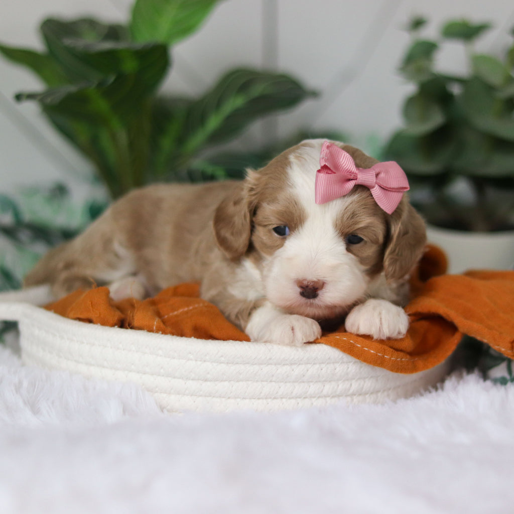 Capri - Available 4/9