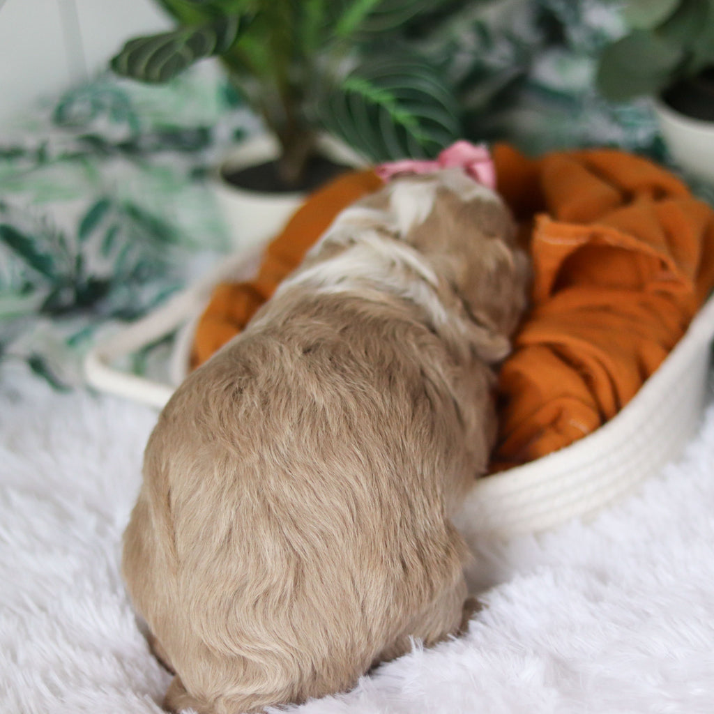 Capri - Available 4/9