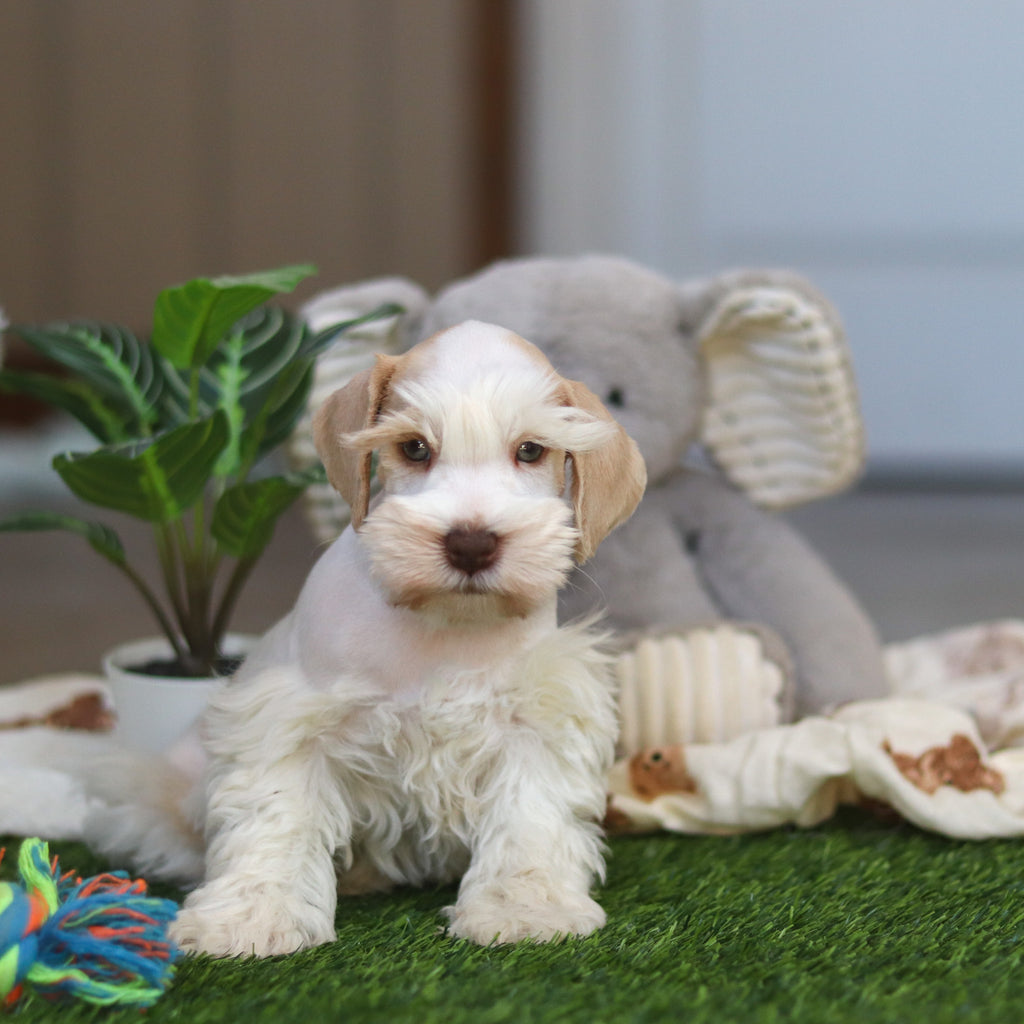 Tuffy - Available Now