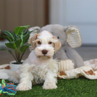 Tuffy - Available Now