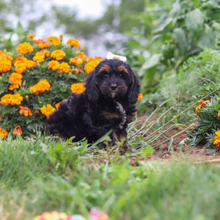 Primrose - Available Now