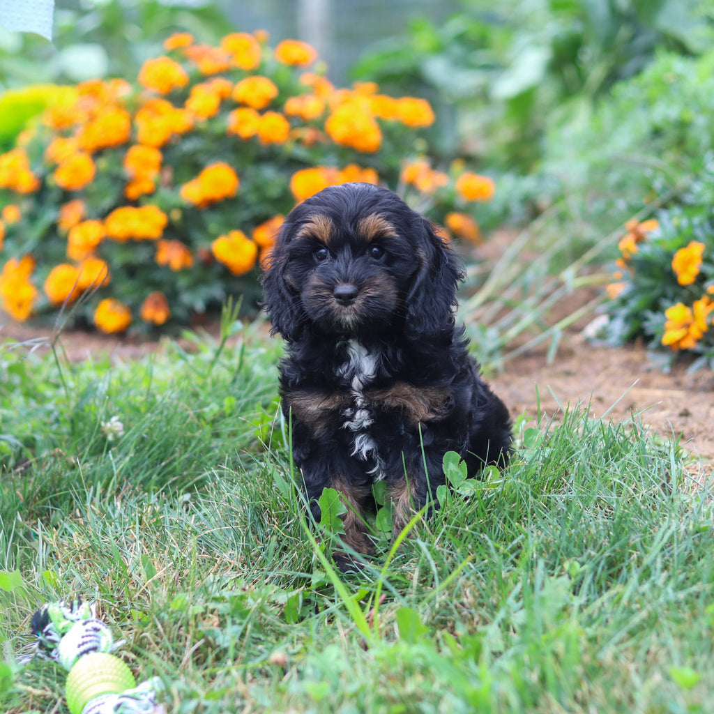 Primrose - Available Now