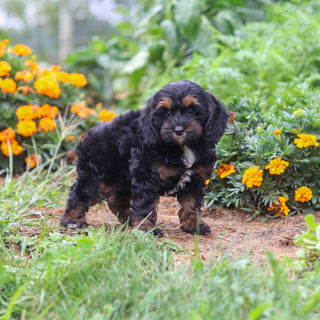Primrose - Available Now