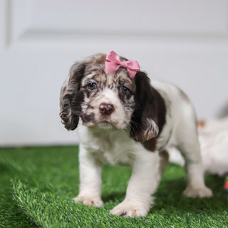 Belle - Available 10/8