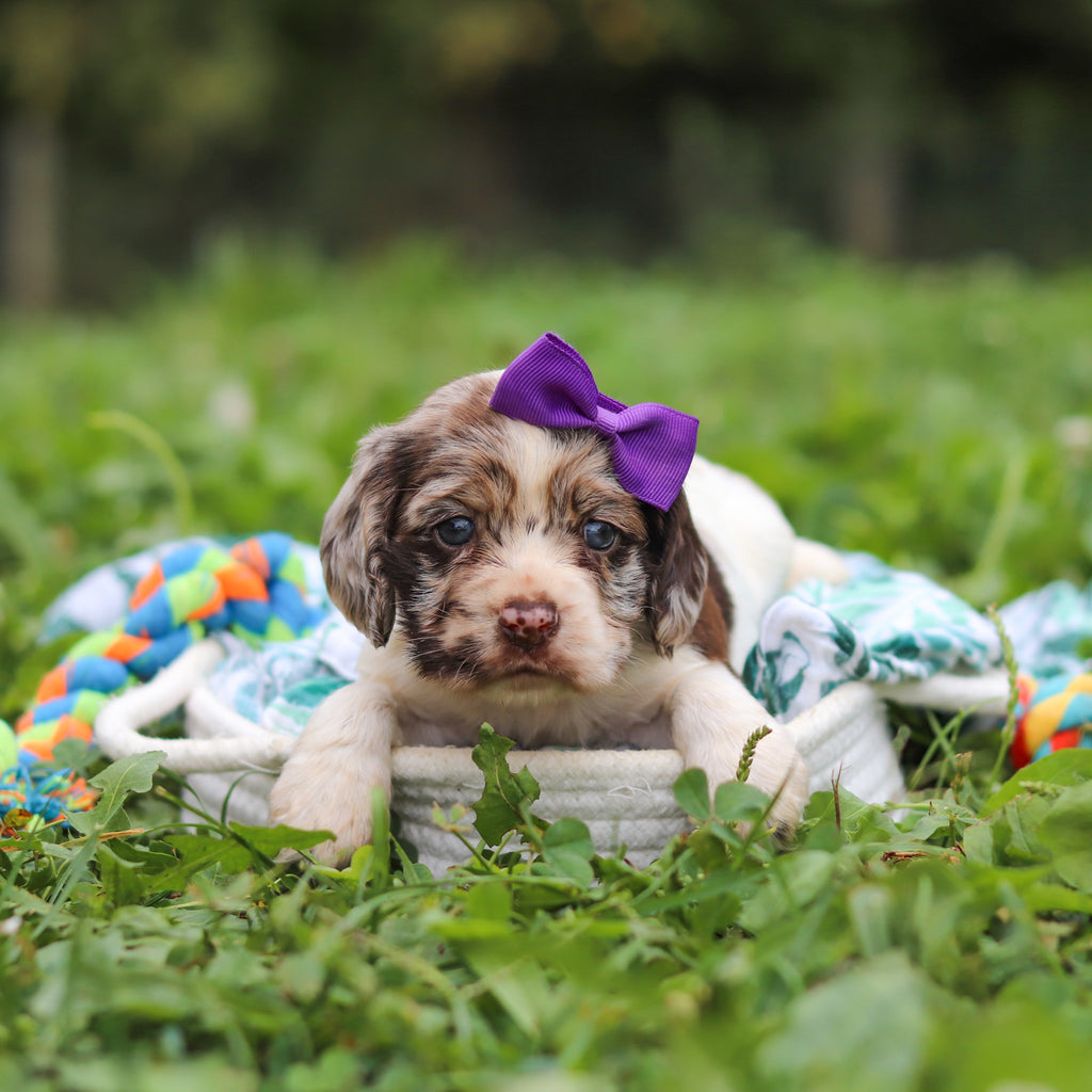 Belle - Available 10/8