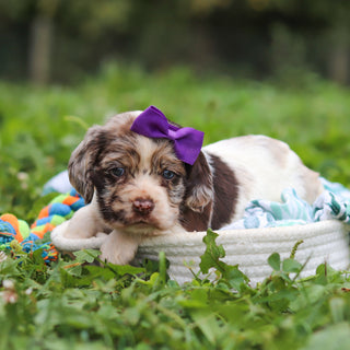 Belle - Available 10/8