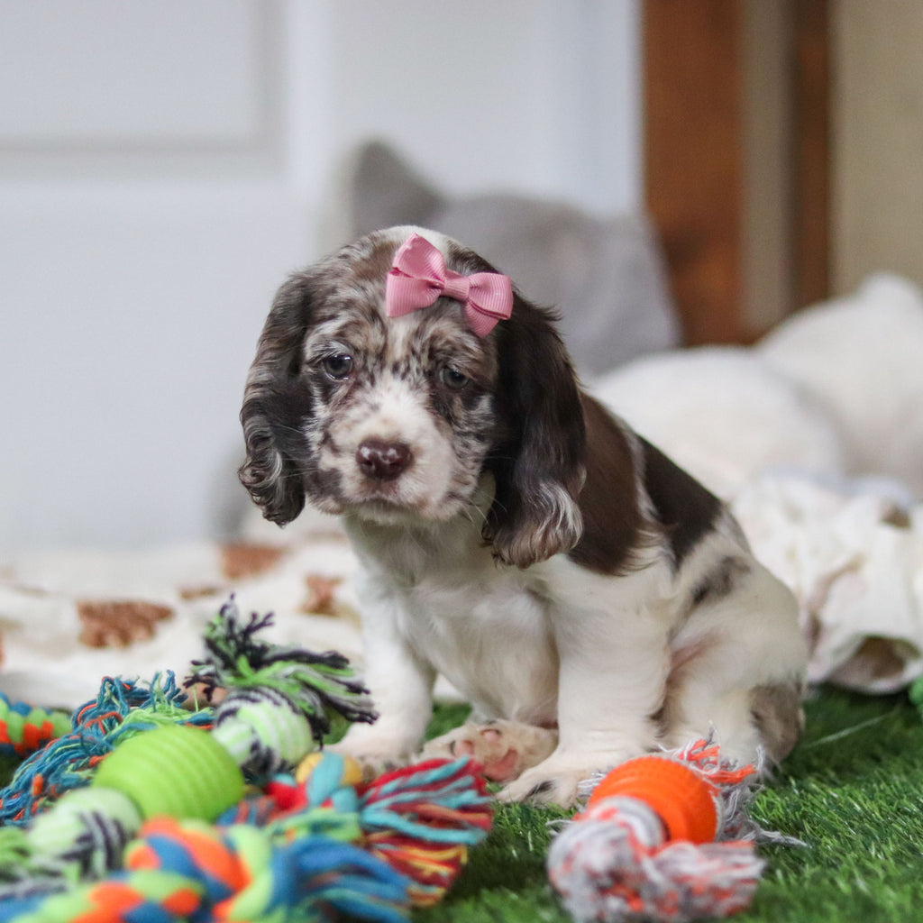 Belle - Available 10/8