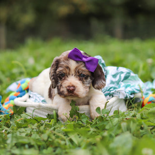 Belle - Available 10/8