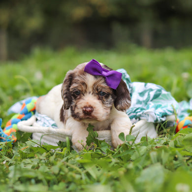 Belle - Available 10/8