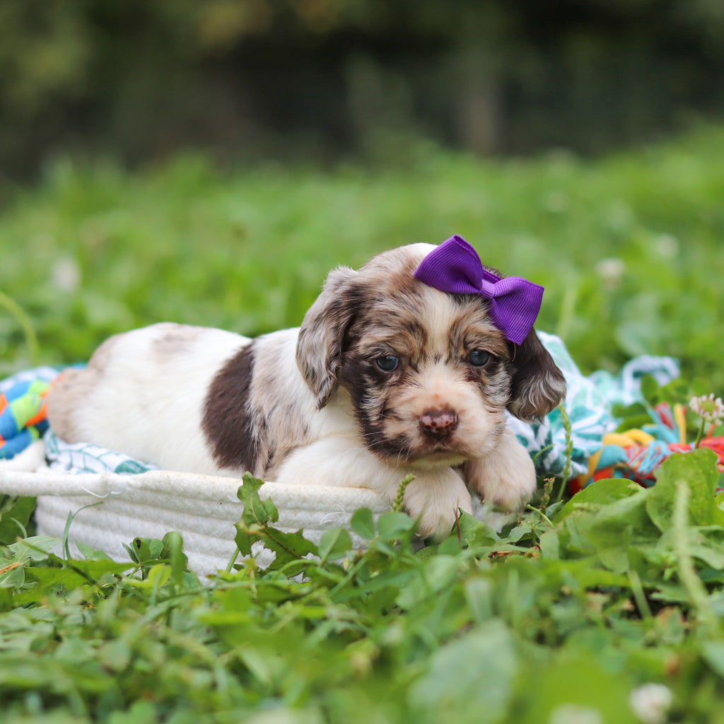 Belle - Available 10/8