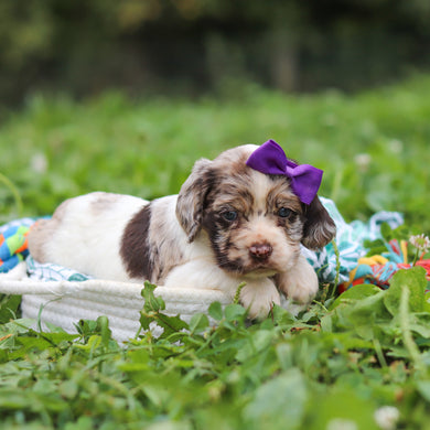 Belle - Available 10/8