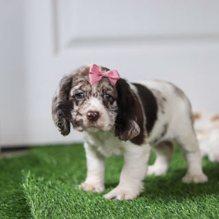 Belle - Available 10/8