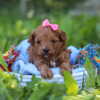 Birdie - Available 7/9