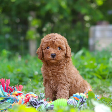 Tawny - Available 6/25