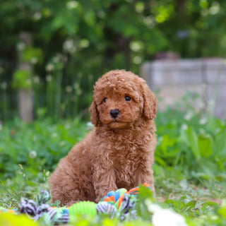 Tawny - Available 6/25