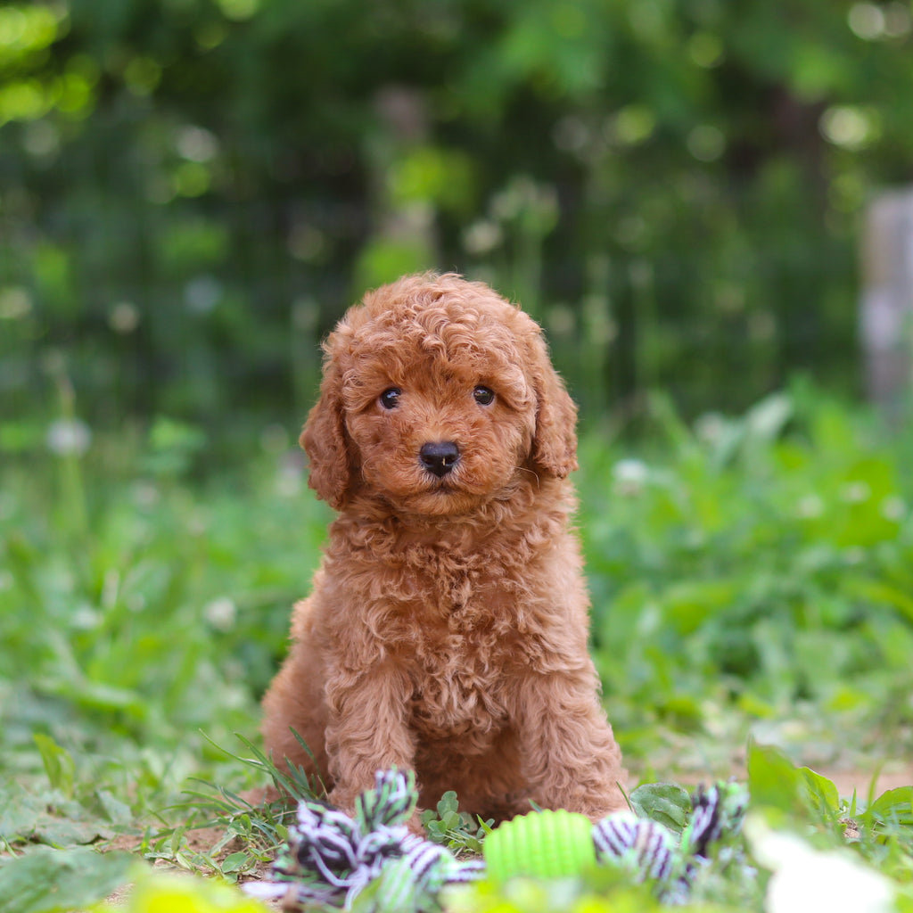 Tawny - Available 6/25