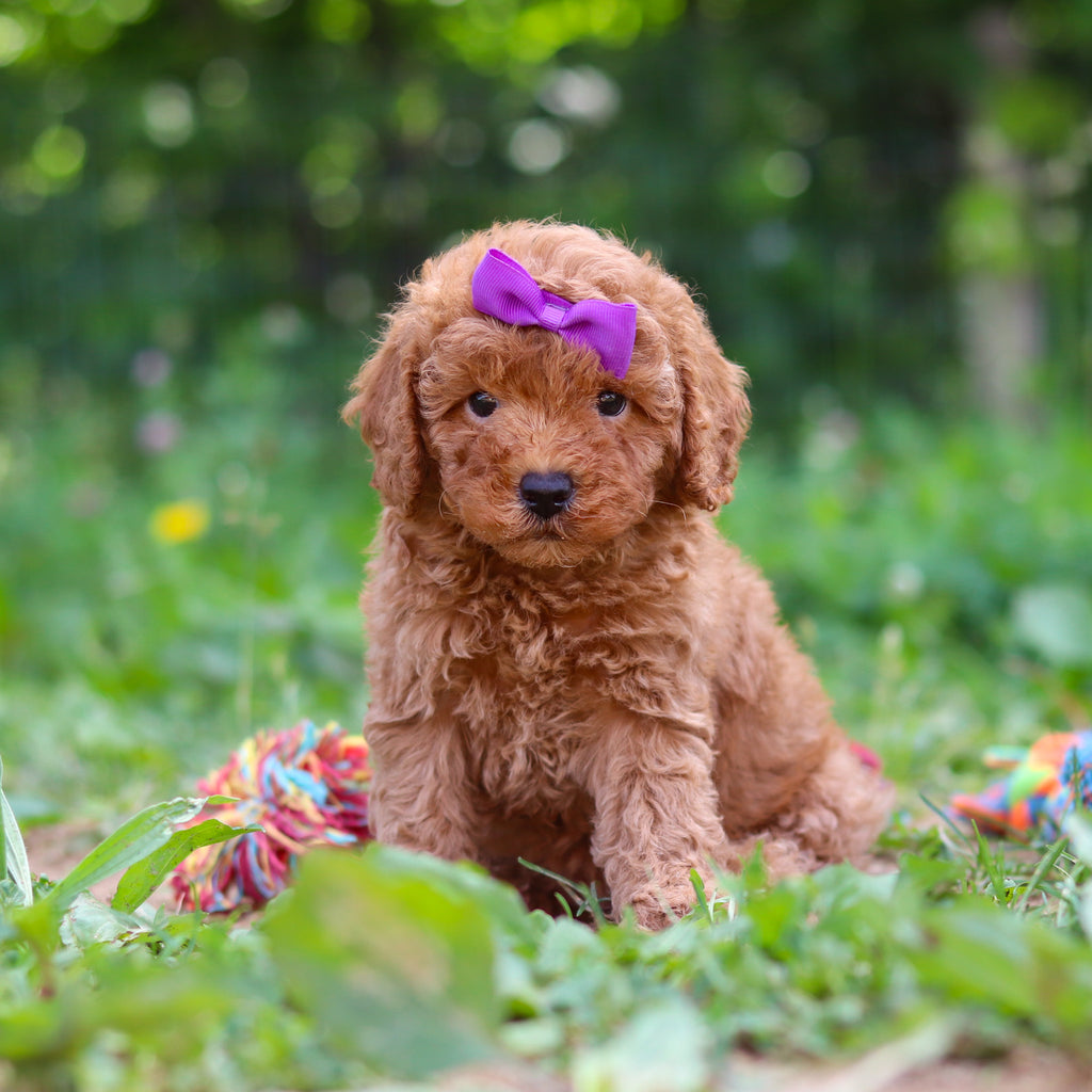 Tawny - Available 6/25