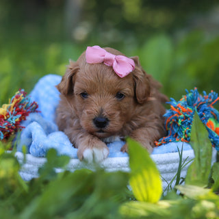 Babs - Available 7/9