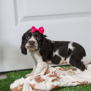 Birdie - Available 10/8