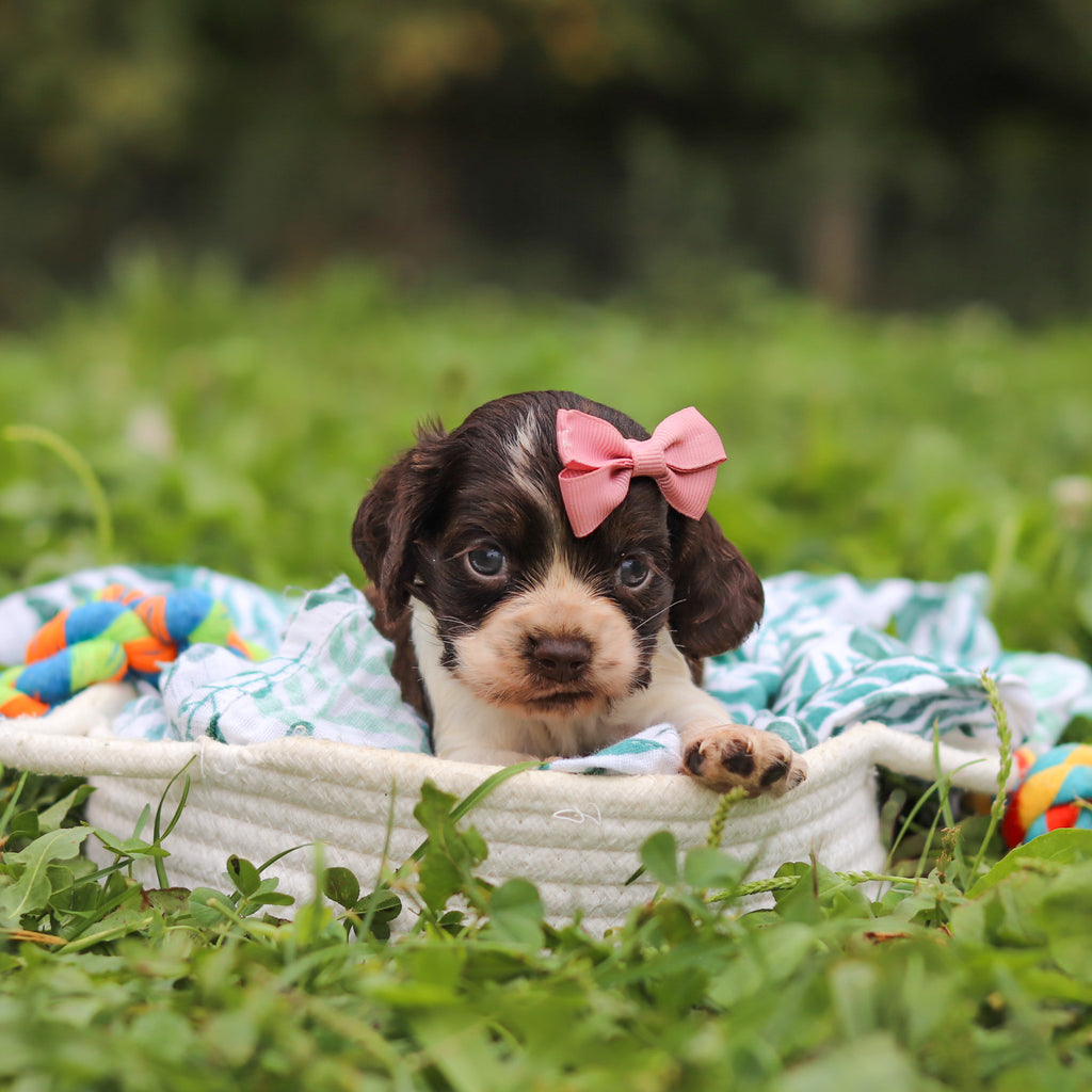 Birdie - Available 10/8