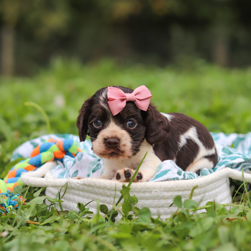 Birdie - Available 10/8