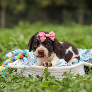Birdie - Available 10/8