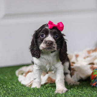 Birdie - Available 10/8