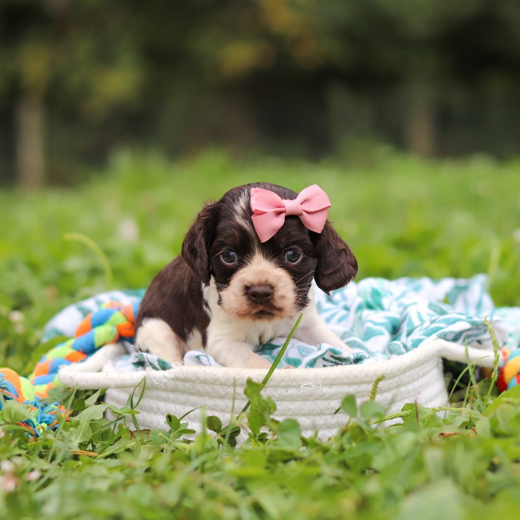 Birdie - Available 10/8