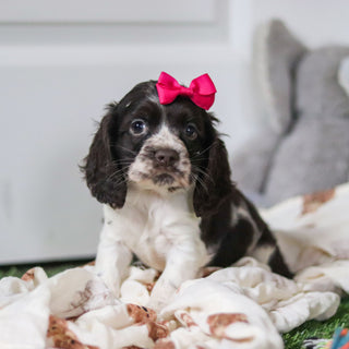 Birdie - Available 10/8