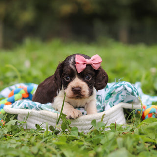 Birdie - Available 10/8