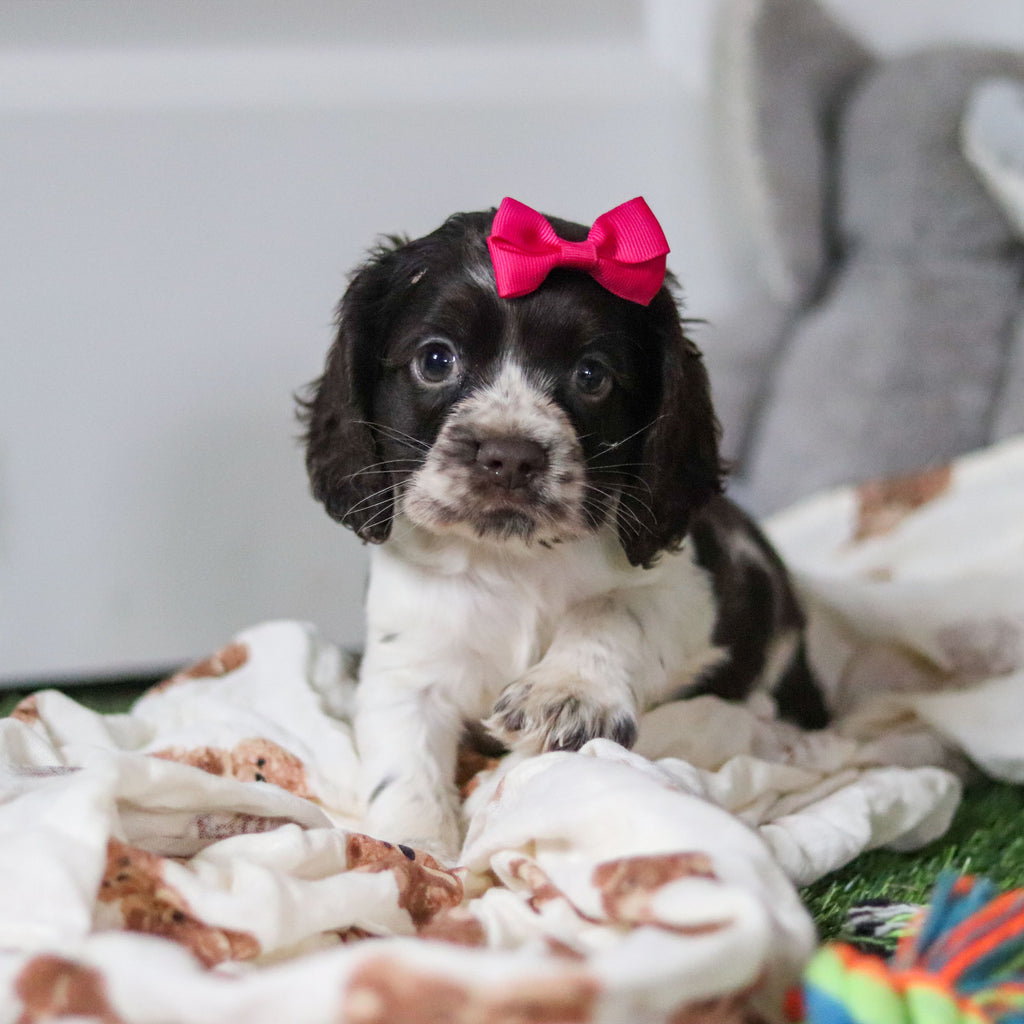 Birdie - Available 10/8