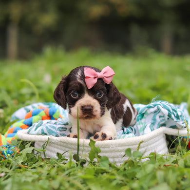 Birdie - Available 10/8