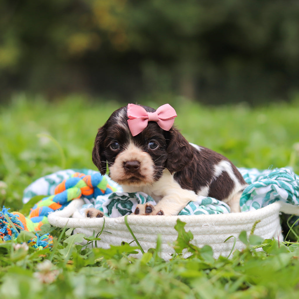 Birdie - Available 10/8
