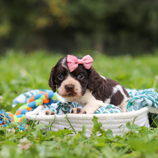 Birdie - Available 10/8